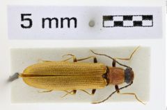 Foto (Dorsalansicht) von Denticollis interpositus (NHMW-ZOO-COL-0008674)